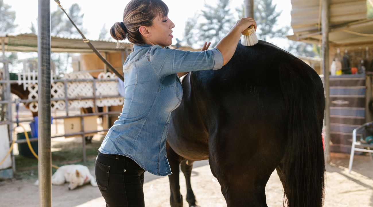 equino-invesvet-bienestar-animal