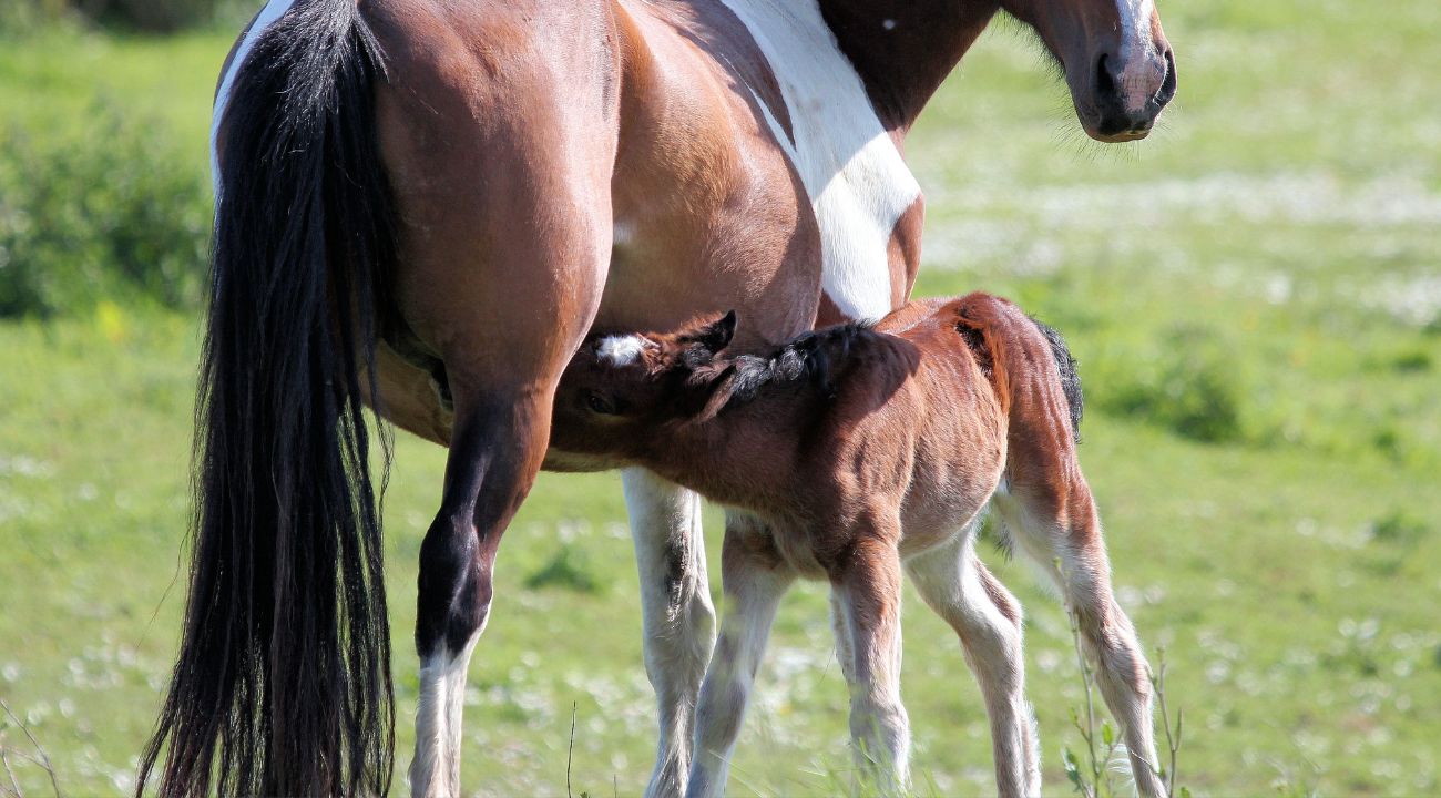 equino-invesvet-bienestar-animal