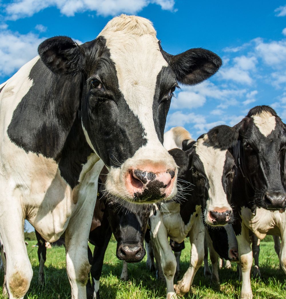 bovinos-invesvet-bienestar-asesoría-agropecuaria